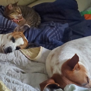 Fundraising Page: Ashleigh Sysak